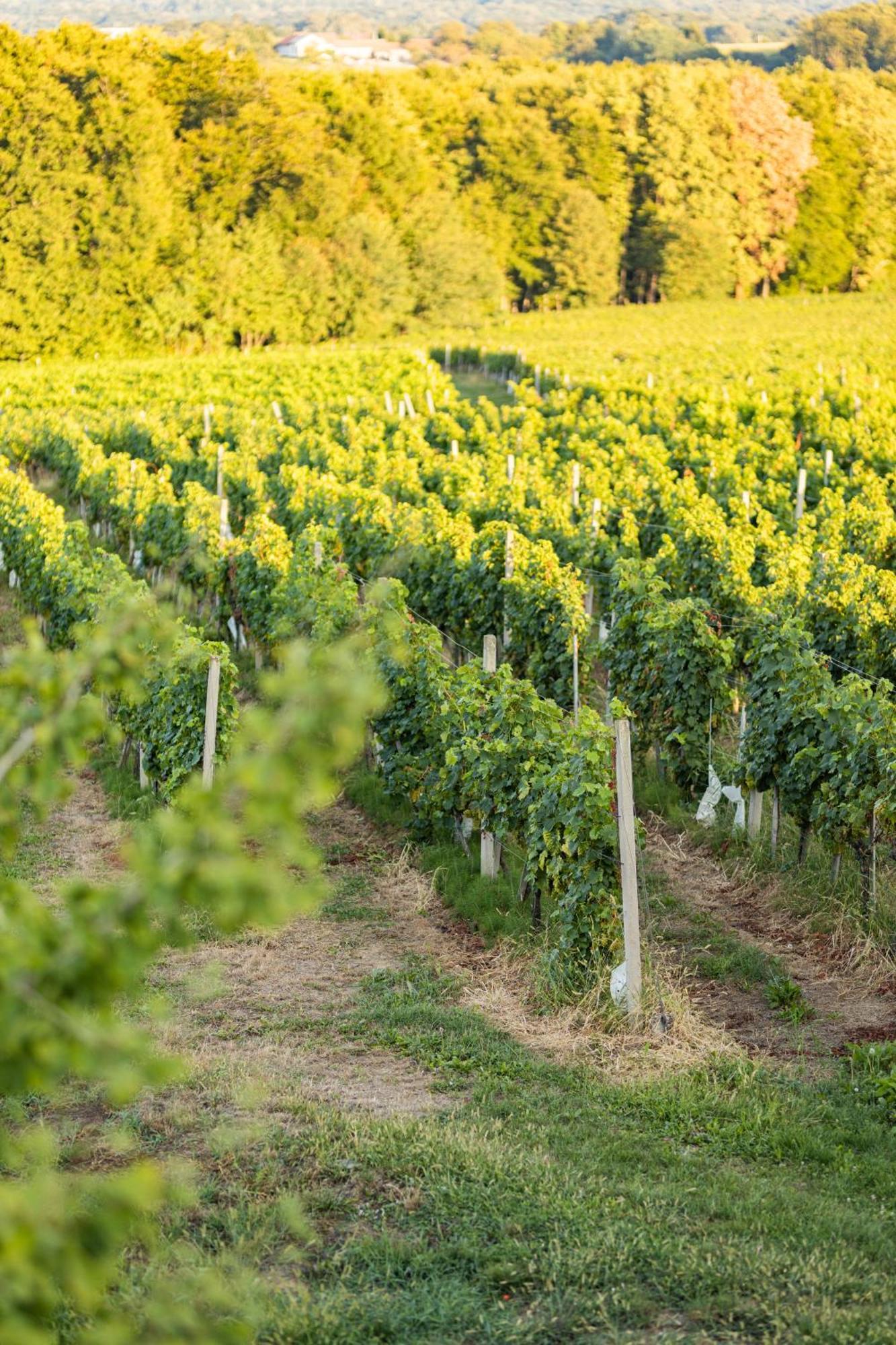 Wine Residence Kerman Strigova Exteriér fotografie